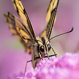 Butterflies